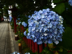 ローキーで紫陽花を・・・