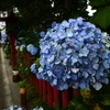 ローキーで紫陽花を・・・