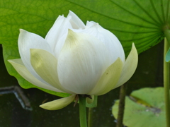 鶴岡八幡宮の白蓮
