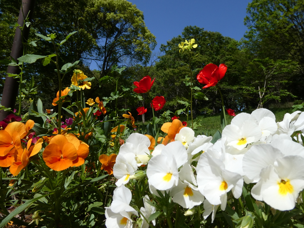 春の花園
