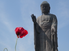 牛久大仏にポピー一輪(２)