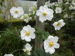 白いシュウメイギクたち