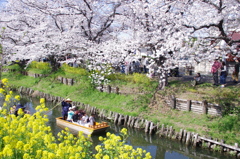 春の新河岸川を花見船が行く(3)