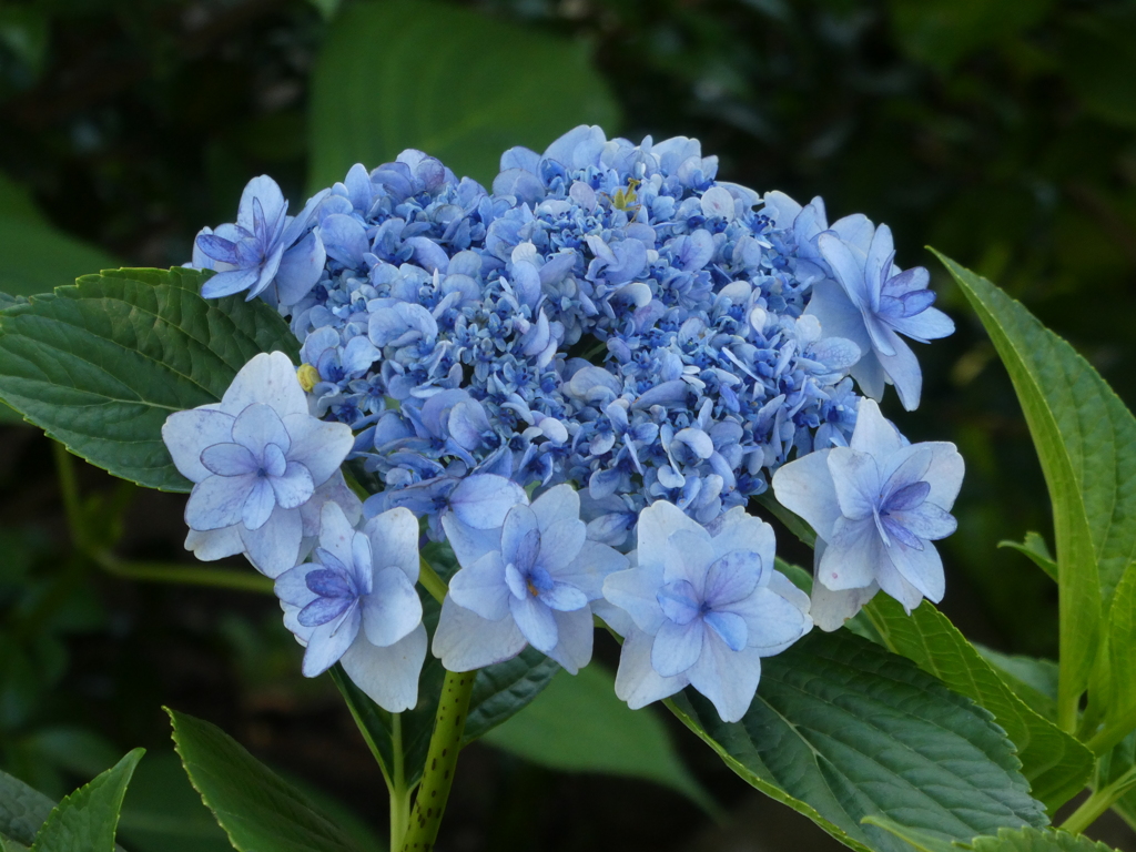 大きな花に小さな花・・・