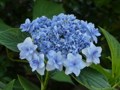 大きな花に小さな花・・・