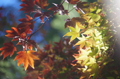 紅葉と黄葉の輝き