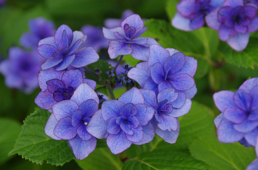 紫陽花「かまくら」