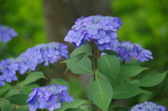甘茶の群生(１)