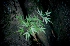 若き紅葉