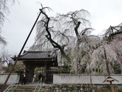 山門と枝垂桜