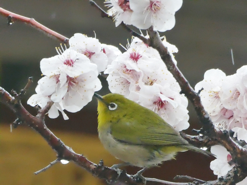 令和6年湯島天神のウメジロ(2)