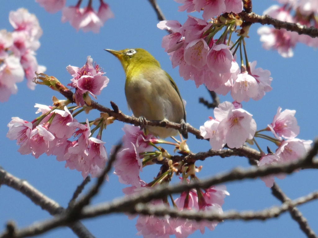 河津桜とメジロ(2)