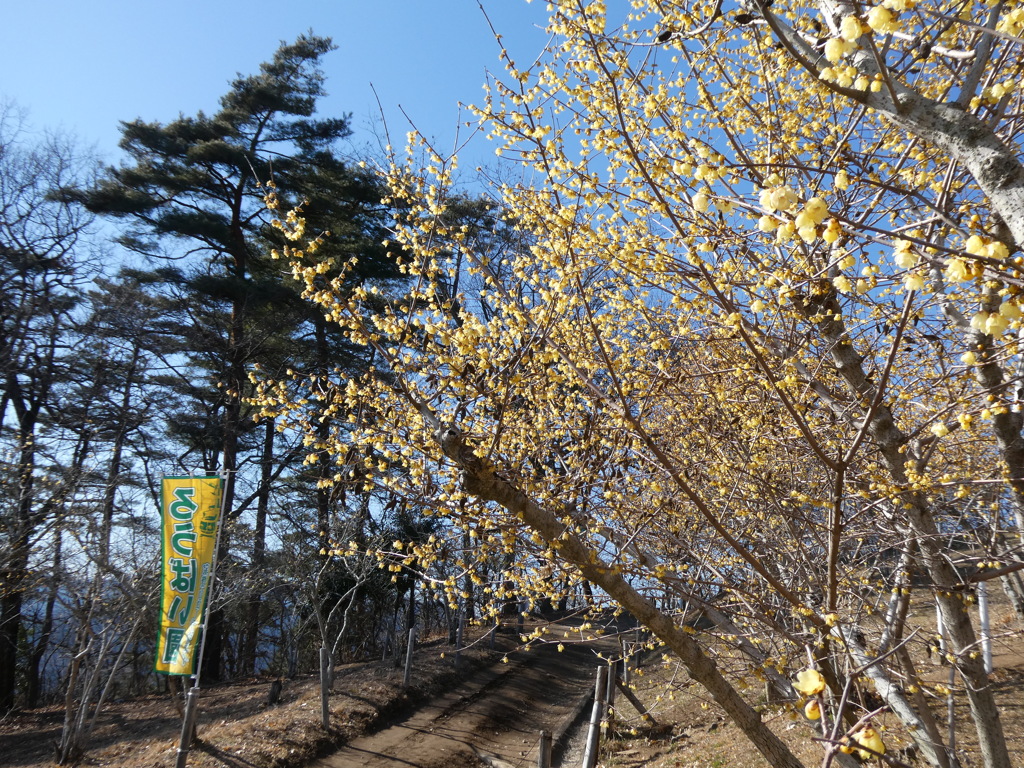 宝登山の蝋梅(12)