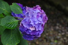 太平山の紫陽花(3)