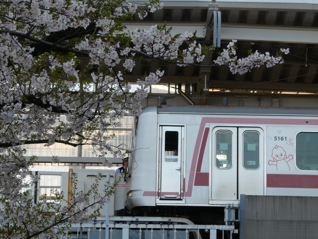 桜と5000系キューピー号