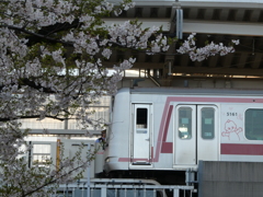 桜と5000系キューピー号