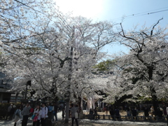 春の蓮馨寺(4)