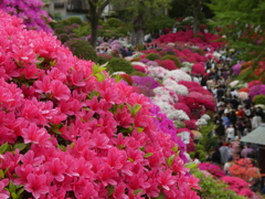 華やかなりし根津神社のつつじ(３)