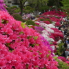 華やかなりし根津神社のつつじ(３)