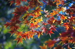 平林寺の紅葉(３)