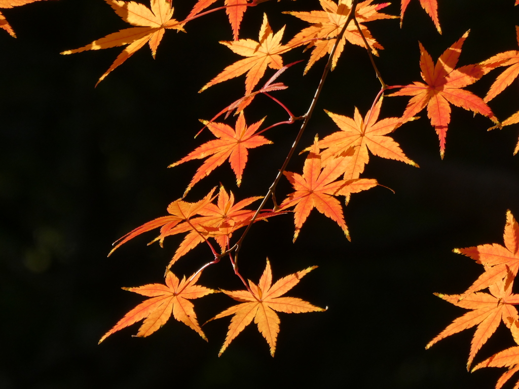瑞聖寺の紅葉(1)
