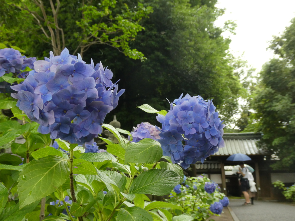 妙法寺裏参道の風景