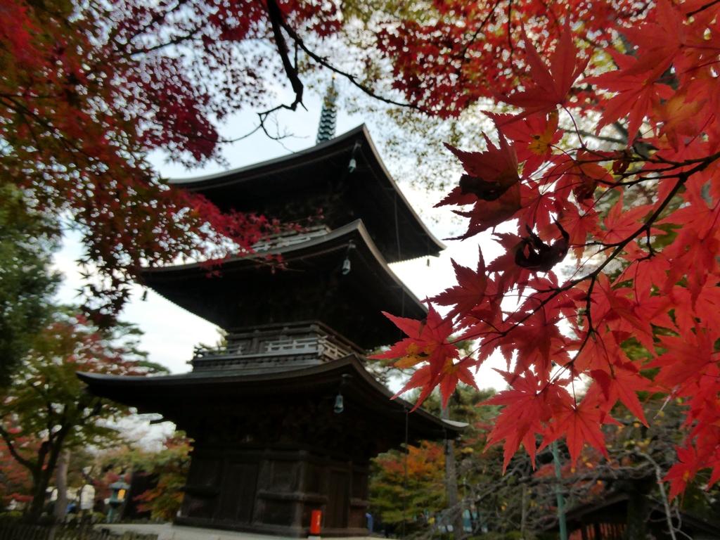豪徳寺の紅葉