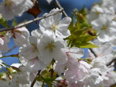 薄墨桜