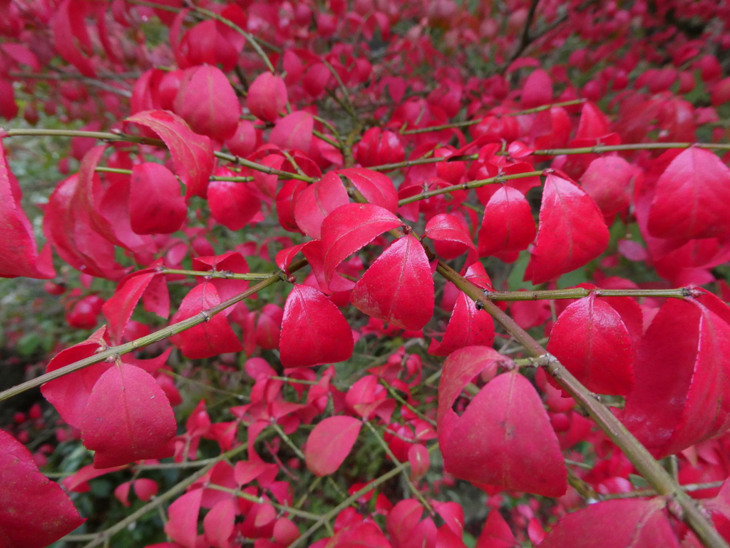 漬物みたいな葉たち