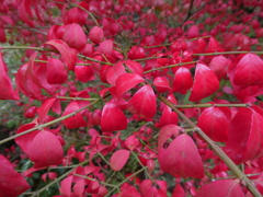 漬物みたいな葉たち