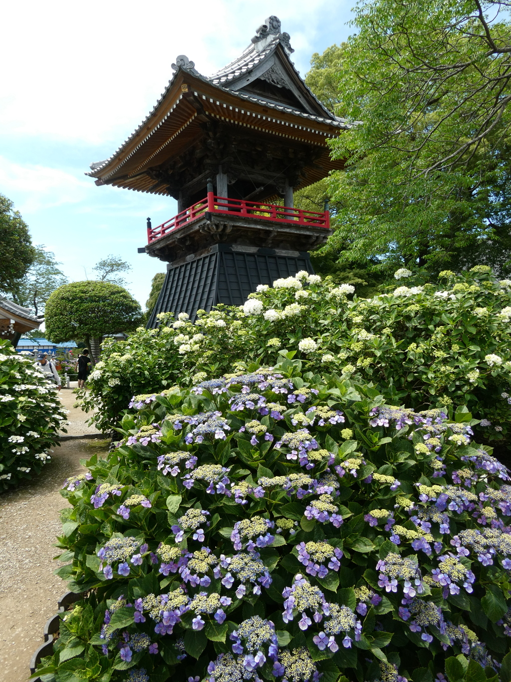 能護寺鐘楼堂と紫陽花(2)