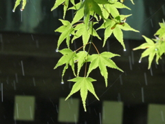 雨に濡れても
