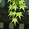 雨に濡れても