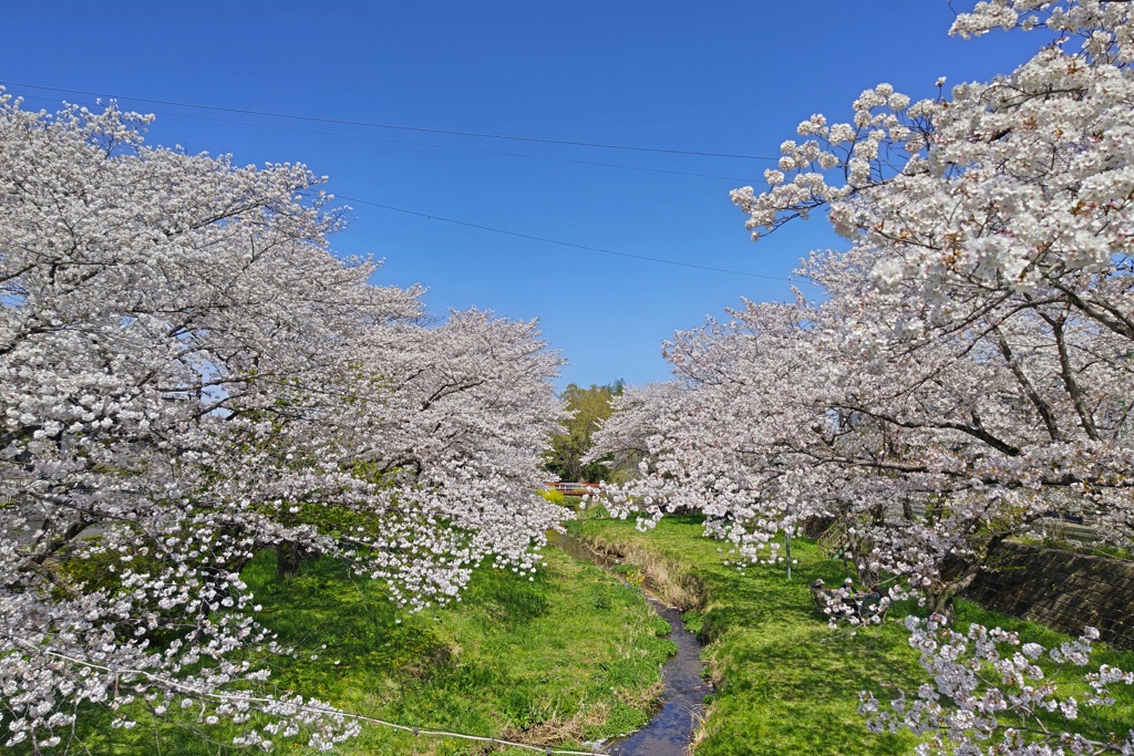 昭和橋から眺めた桜