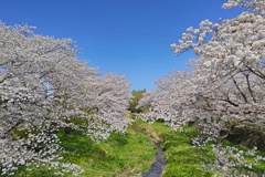 昭和橋から眺めた桜