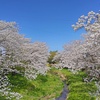 昭和橋から眺めた桜