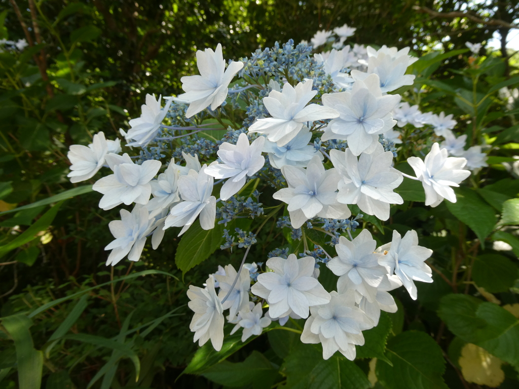 円覚寺の墨田の花火