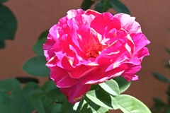 瑞々しく咲いてました