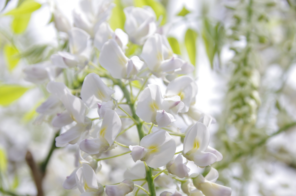 長泉寺の白藤(1)