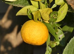 長徳寺のゆず(2)