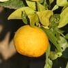 長徳寺のゆず(2)