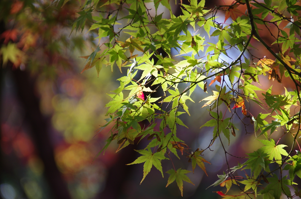 青紅葉だって美しい