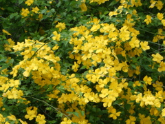 山吹