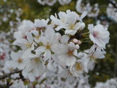 日高総合公園の染井吉野(1)