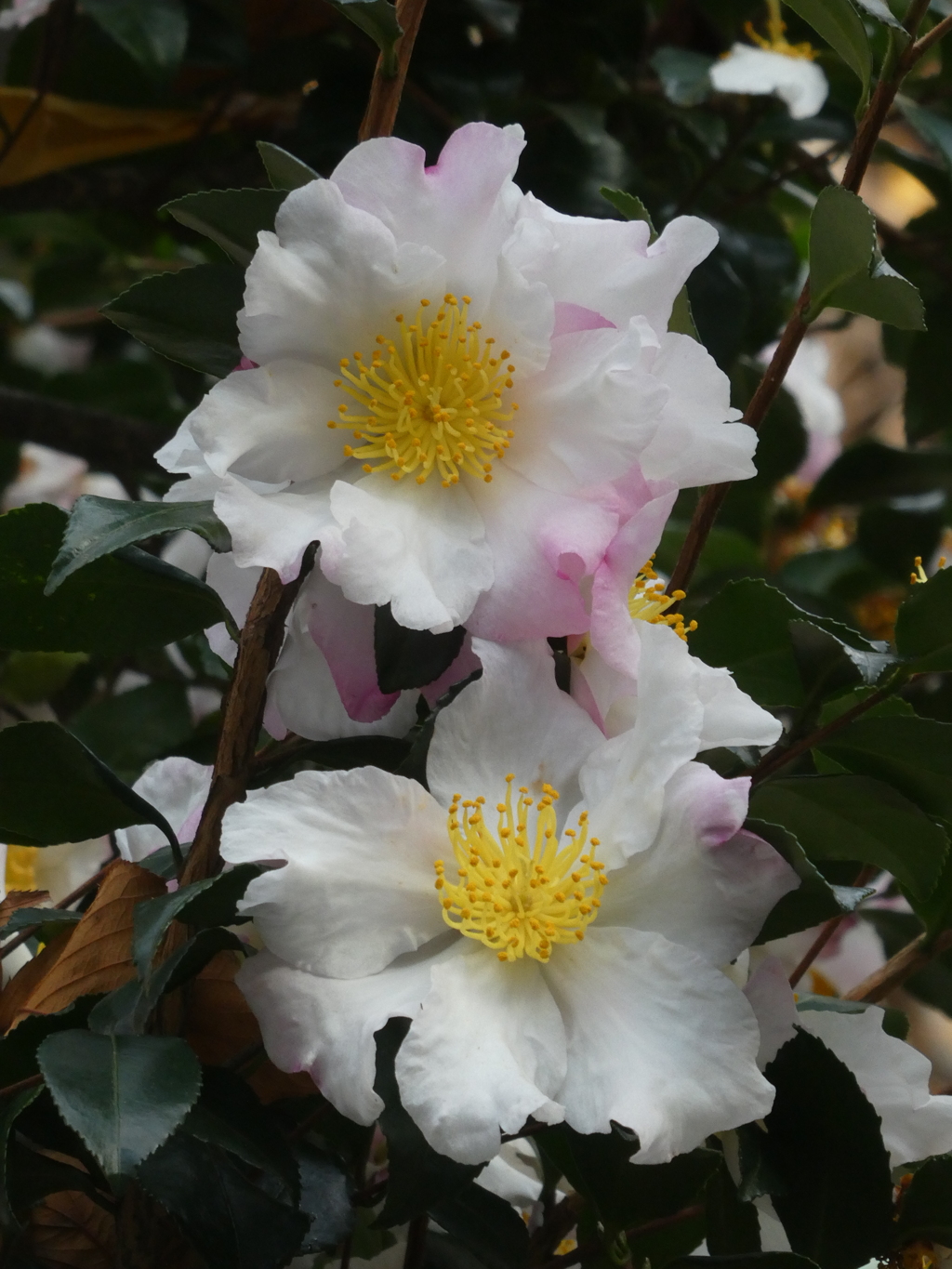 山茶花の花(白)