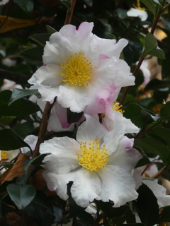 山茶花の花(白)