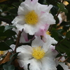 山茶花の花(白)