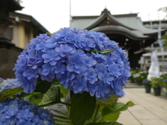 磐井神社と紫陽花