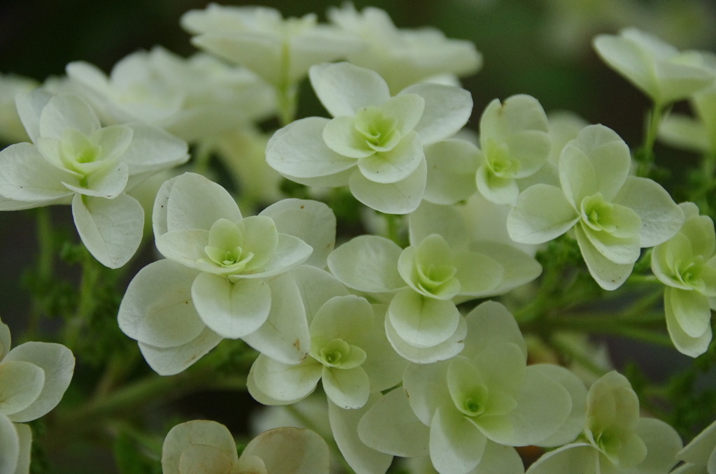 柏葉紫陽花マクロ
