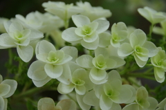 柏葉紫陽花マクロ